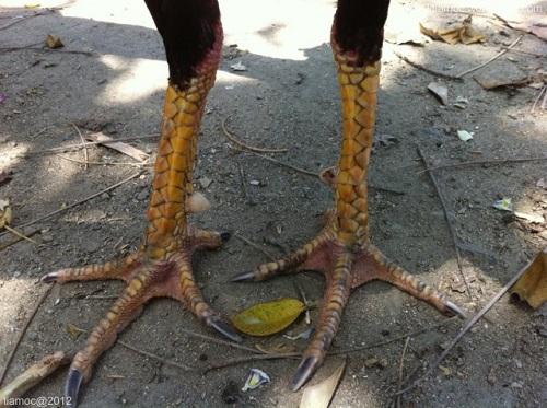 3 Cách Xem Chân Gà Chọi Hay Của Những Người Sành