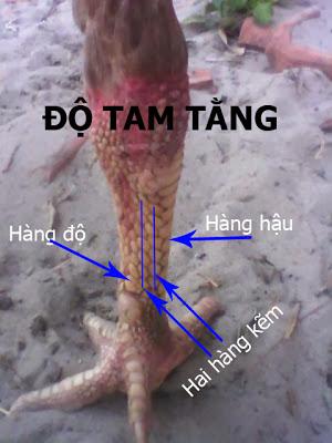 3 Cách Xem Chân Gà Chọi Hay Của Những Người Sành