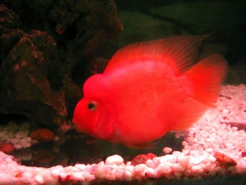 loai-ca-canh-de-nuoi-8