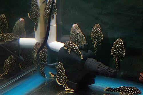 loai-ca-canh-de-nuoi-7