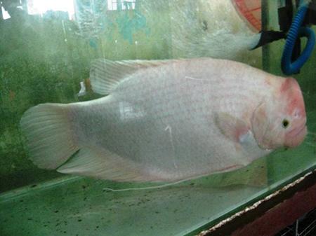 loai-ca-canh-de-nuoi-9