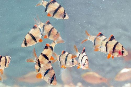 loai-ca-canh-de-nuoi-6