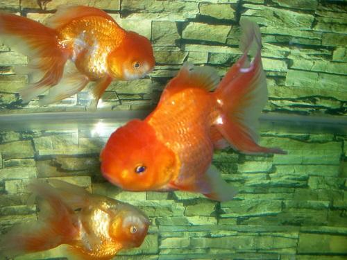 loai-ca-canh-de-nuoi-11