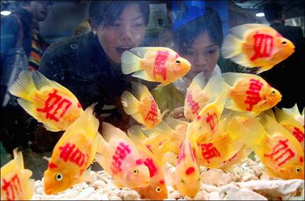 nuoi-bao-nhieu-ca-trong-be-hop-phong-thuy-2
