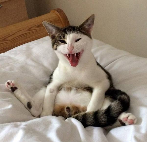 Tỉnh dậy sau phẫu thuật, chú mèo hoảng hốt khi biết mình đã là... "thái giám"