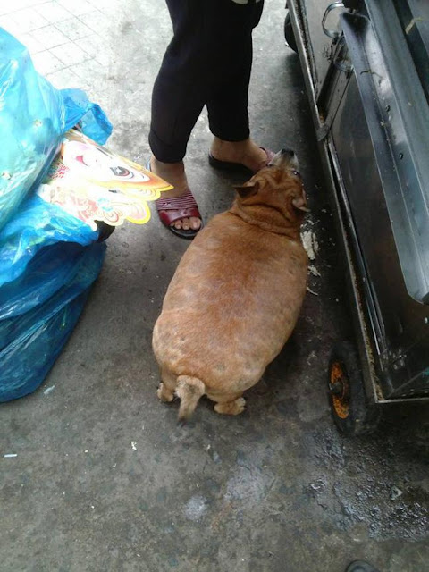 Chú chó béo trông như quả mít biết đi xứng danh dễ thương nhất quả đất!