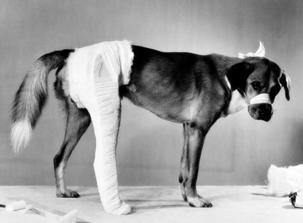 Chó bị trật khớp xương bánh chè? Phải làm sao?