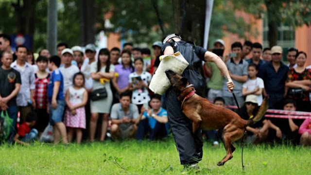 Chó Cảnh sát Hoàng gia Hà Lan