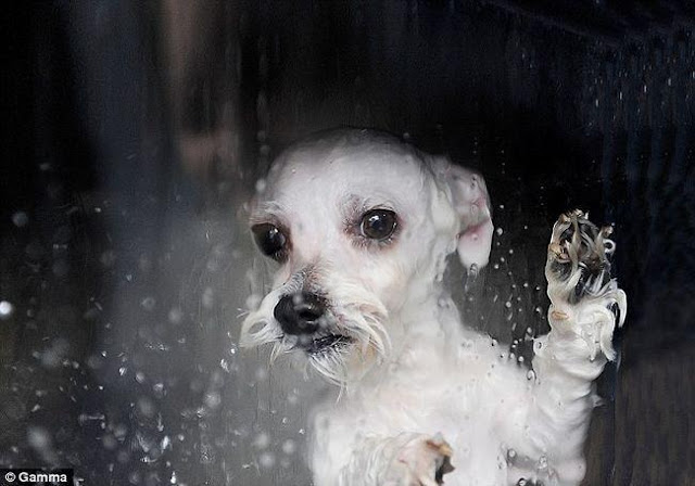 Lúc nào thì không nên tắm cho cún yêu 