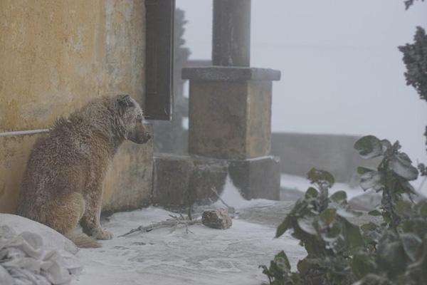 Chú chó nhỏ co ro giữa mưa tuyết Mẫu Sơn khiến người xem rớt nước mắt