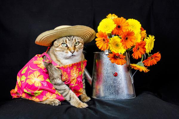 Chú mèo "người mẫu" có phong cách thời trang vạn người mê