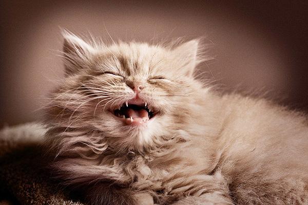17 minh chứng cho thấy mèo cũng "độc thân vui tính" chẳng kém gì con người