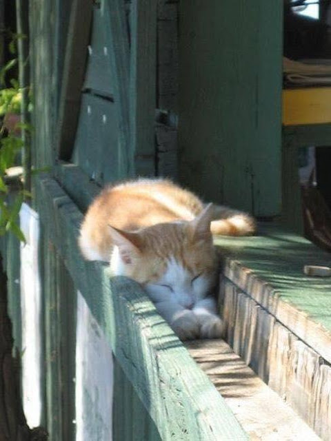 Những chú mèo có tướng ngủ "bá đạo" nhất quả đất
