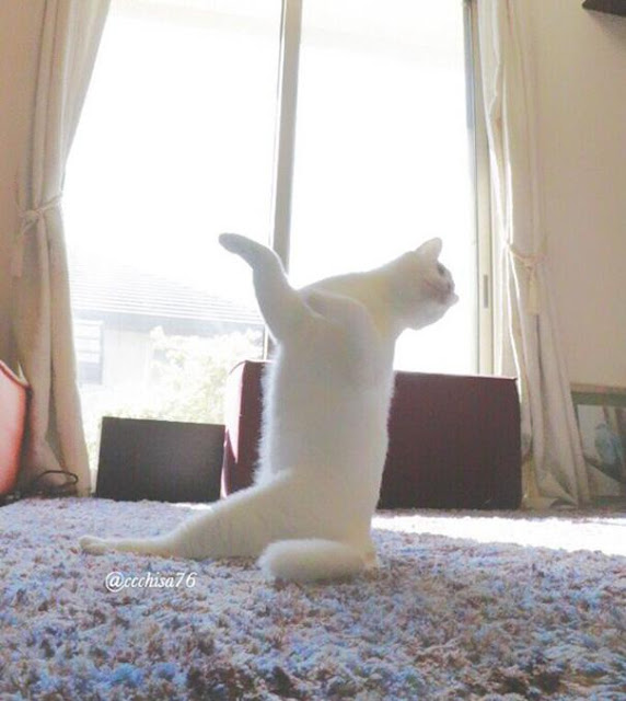 Con người cũng chưa chắc đã múa ballet dẻo như em mèo này