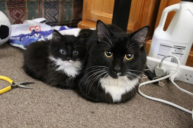 Gia tộc nhà mèo và những bản sao mini siêu dễ thương
