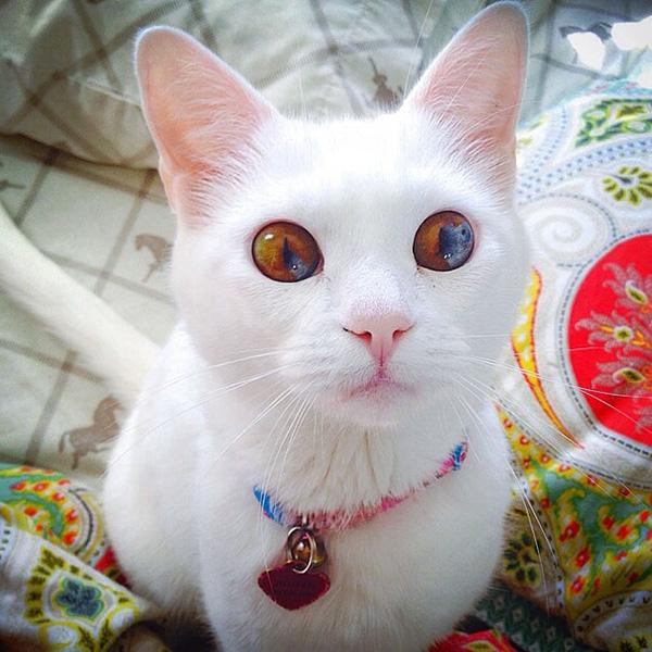 Những chú mèo mang cả dải ngân hà kỳ ảo trong đôi mắt