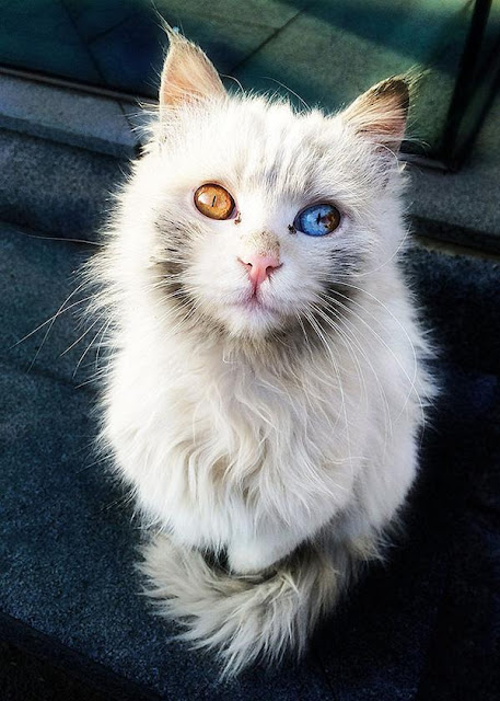 Những chú mèo mang cả dải ngân hà kỳ ảo trong đôi mắt