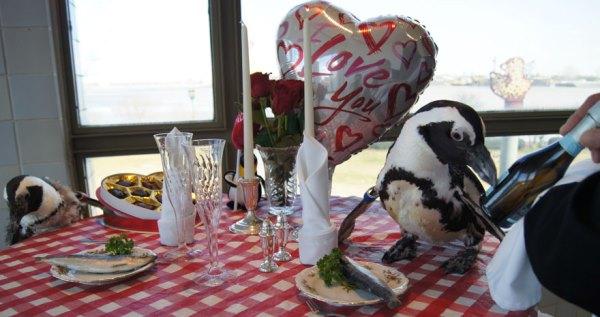 Phát hờn trước lễ kỉ niệm Valentine lần thứ 22 của cặp đôi chim cánh cụt