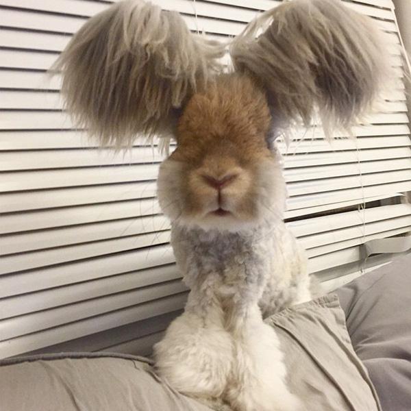 Phát cuồng vì chú thỏ điệu đà được "buộc tóc hai bên"