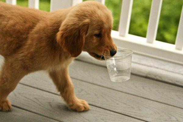 Ngàn lẻ một khoảnh khắc siêu dễ thương của các "bé bi" động vật
