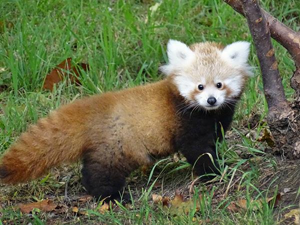 Những cậu út đáng yêu nhất trong các gia đình động vật