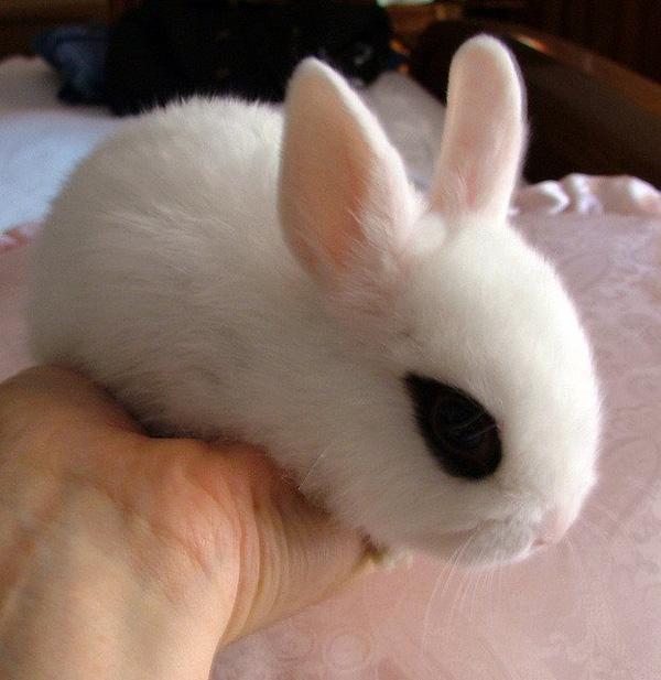 Dwarf Hotot, loài thỏ "kẻ mắt" dễ thương nhất thế giới