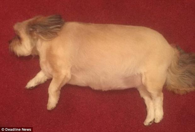 "Thánh chó lợn" lăn đùng ra sàn nằm bất động sau khi đánh chén hết một con gà tây