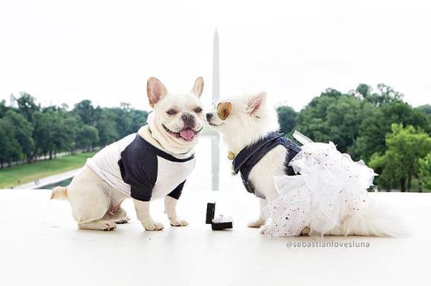 “Phát hờn” với bộ ảnh cưới siêu lãng mạn của cặp đôi cún cưng