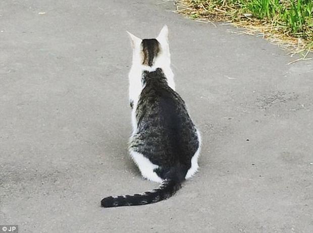 Chú mèo sở hữu vết bớt hình mèo béo trên lưng