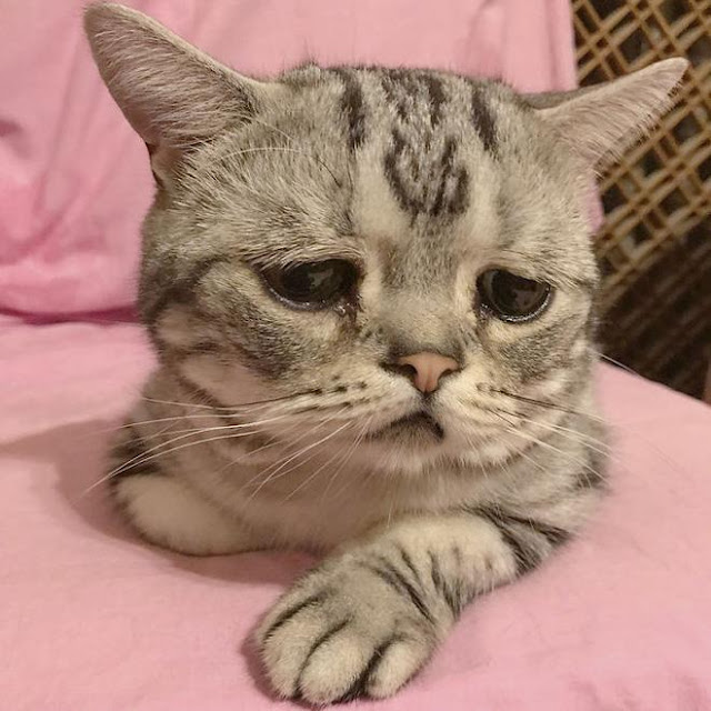 Bộ mặt buồn thiu như mất sổ gạo của boss mèo đáng yêu