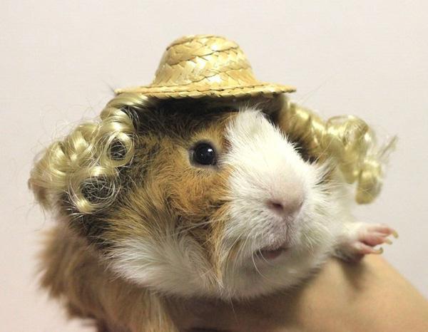Chùm ảnh về 20 chú chuột Hamster dễ thương nhất thế giới