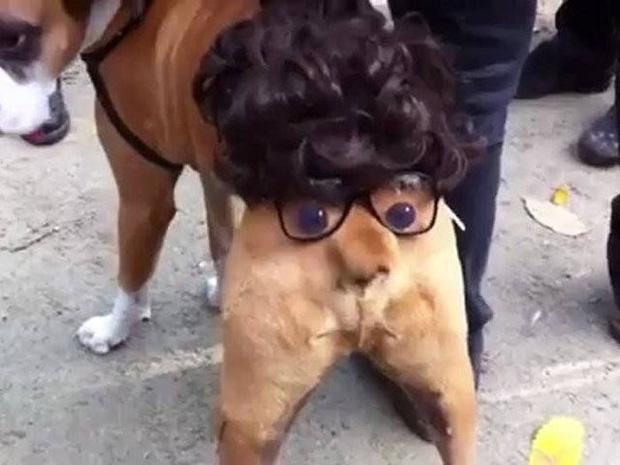 17 tiết mục cosplay khiến hội thú cưng ghét cay, ghét đắng chủ nhân