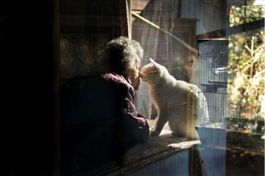 Tình bạn đẹp của chú mèo và bà cụ 80 tuổi