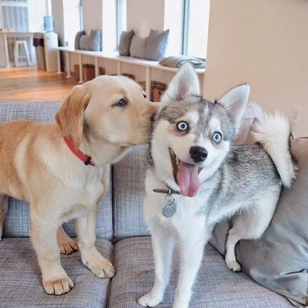 Husky - thiên tài diễn xuất không có đối thủ