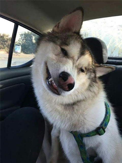 Husky - thiên tài diễn xuất không có đối thủ