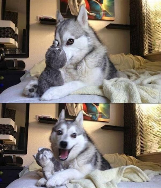 Husky - thiên tài diễn xuất không có đối thủ