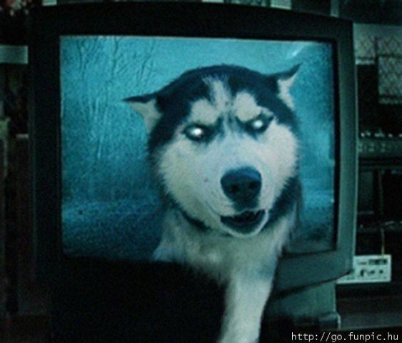 Husky - thiên tài diễn xuất không có đối thủ