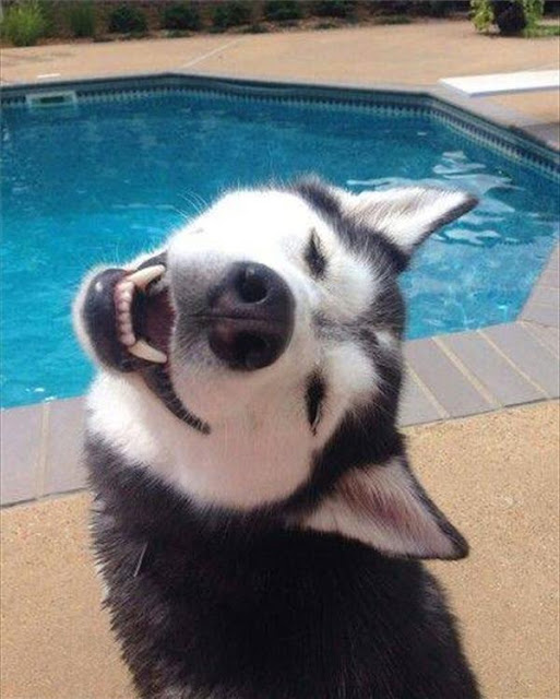 Husky - thiên tài diễn xuất không có đối thủ