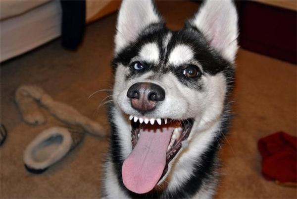 Husky - thiên tài diễn xuất không có đối thủ