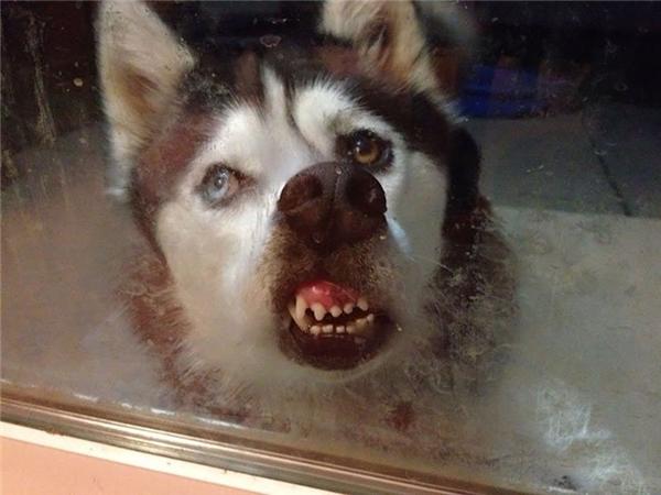 Husky - thiên tài diễn xuất không có đối thủ