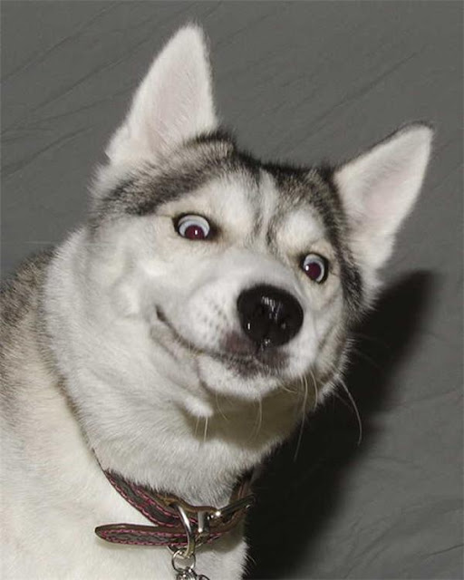 Husky - thiên tài diễn xuất không có đối thủ