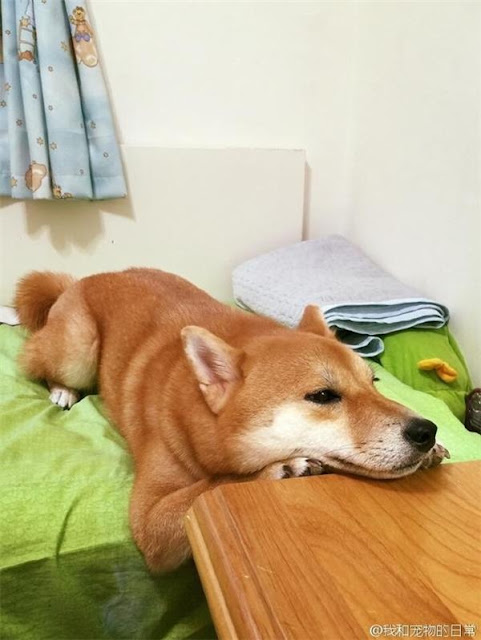 Chú chó shiba ngủ gục trong lúc chờ được ăn cơm