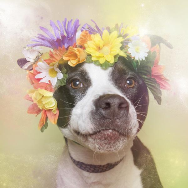 Chùm ảnh những chú chó Pit Bull đội vòng hoa đáng yêu và ngộ nghĩnh