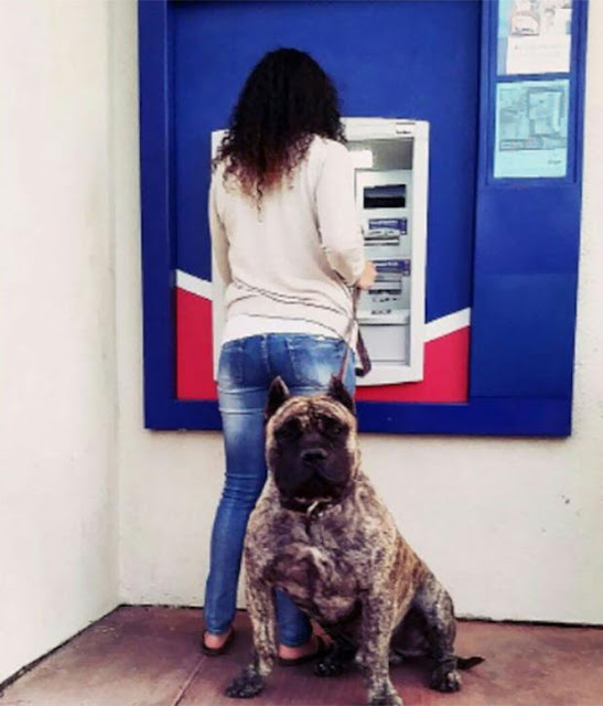 Những chú chó vào vai bảo kê máu mặt tại các cây ATM vào ban đêm