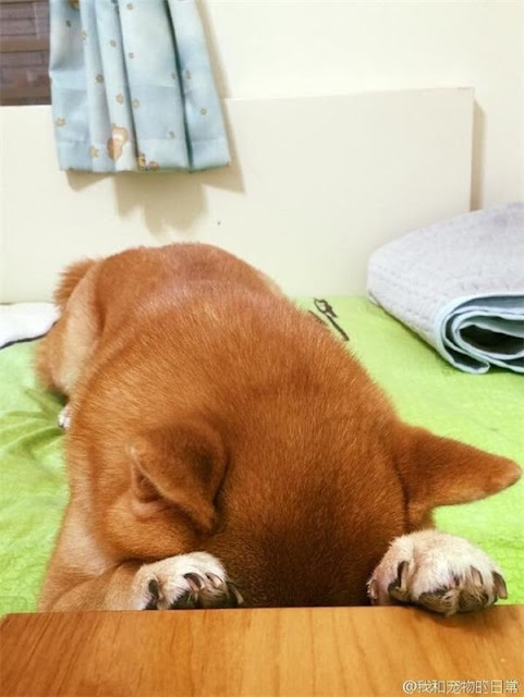 Chú chó shiba ngủ gục trong lúc chờ được ăn cơm