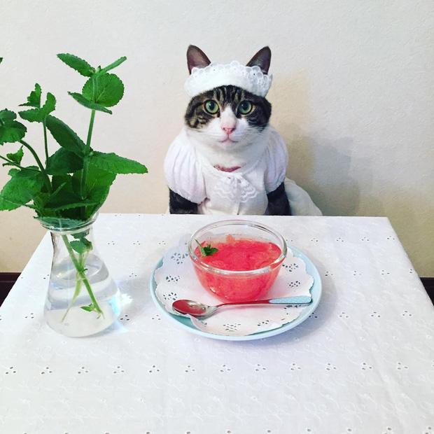 Đại sứ mèo cute đi truyền bá văn hóa Nhật Bản