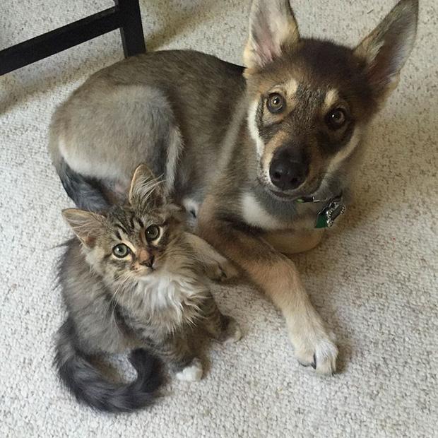 Chú chó Husky đích thân lựa chọn nàng mèo của đời mình