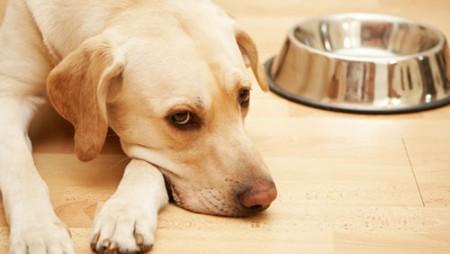 Bệnh viêm dạ dày – ruột ở chó