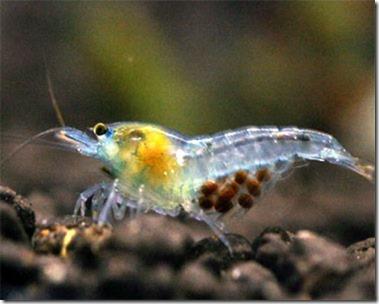Cách nuôi Blue Pearl Shrimp - Tép cảnh màu xanh
