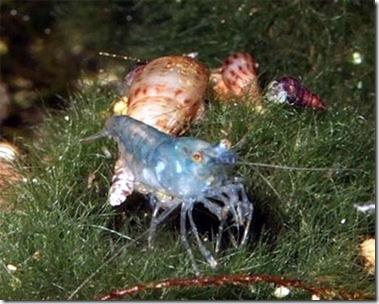 Cách nuôi Blue Pearl Shrimp - Tép cảnh màu xanh
